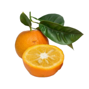 نهال نارنج چینی