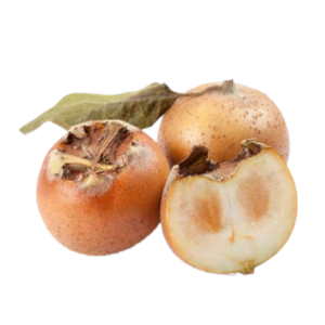 نهال کُندس