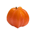 نهال گیلاس سورینام